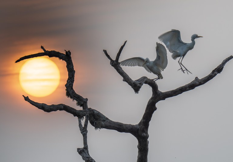 Exposición: Sri Lanka. Naturaleza viva